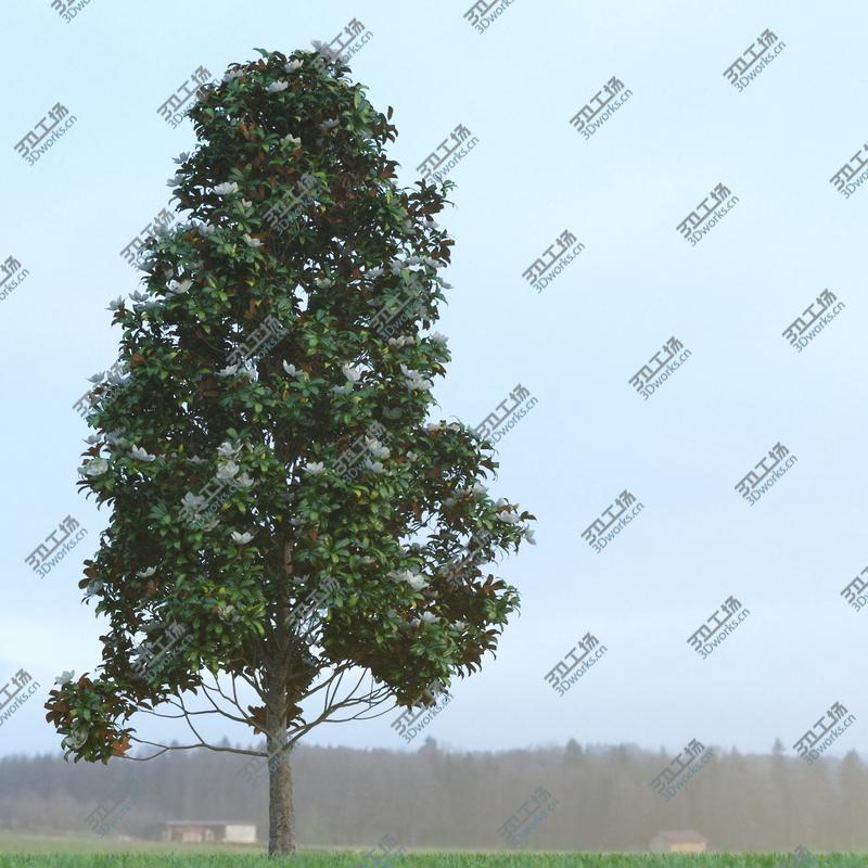 images/goods_img/2021040162/Magnolia tree (2)/5.jpg